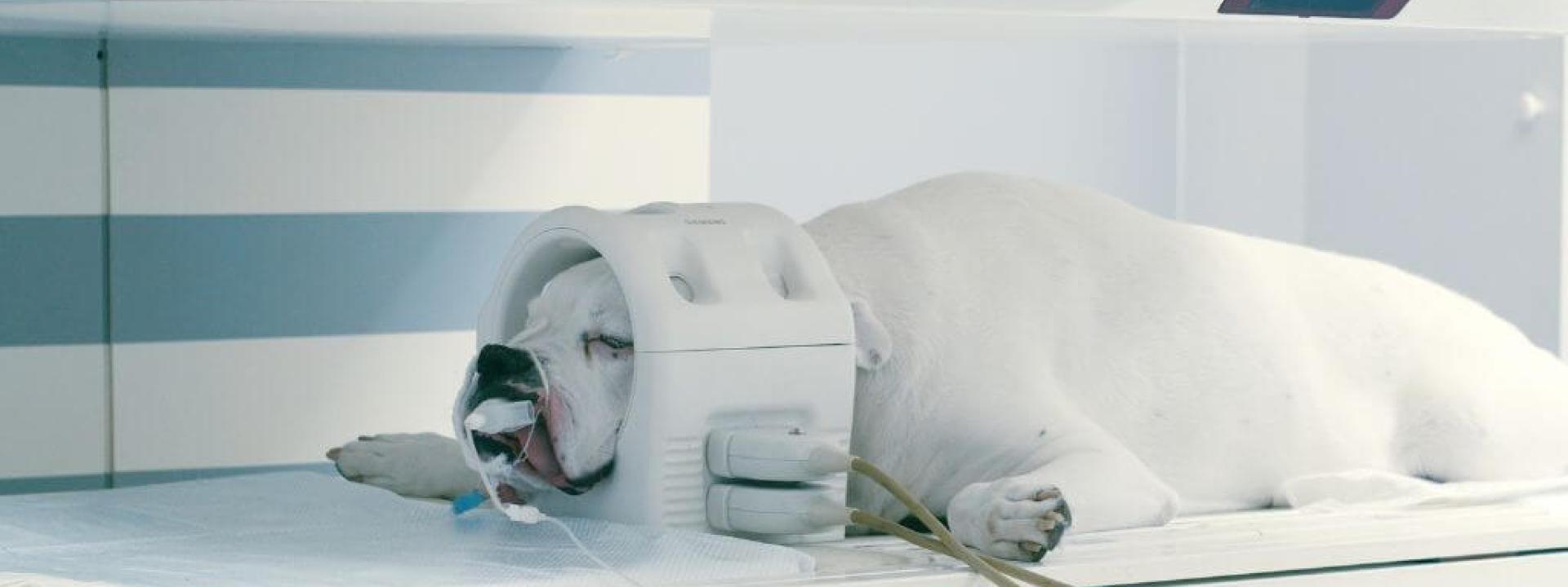 Veterinary CT scan bulldog