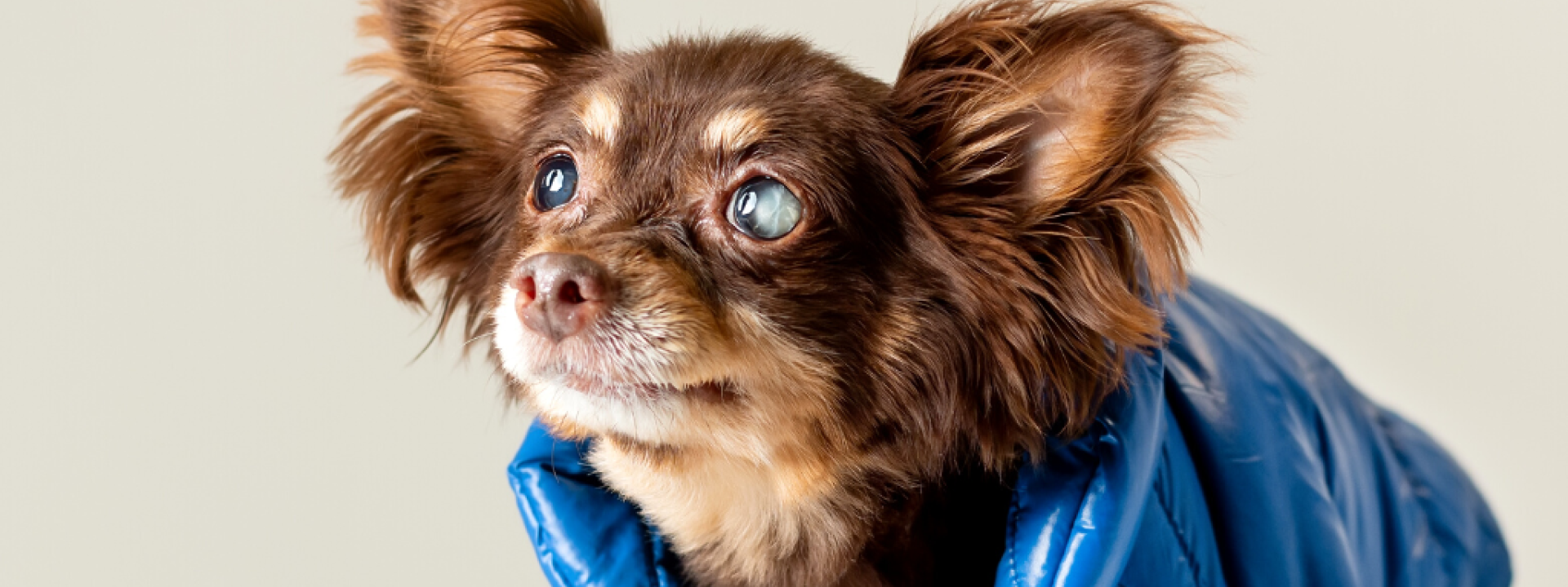 Small old purebred dog of toy terrier breed has problem with partly blind cataract eyes.