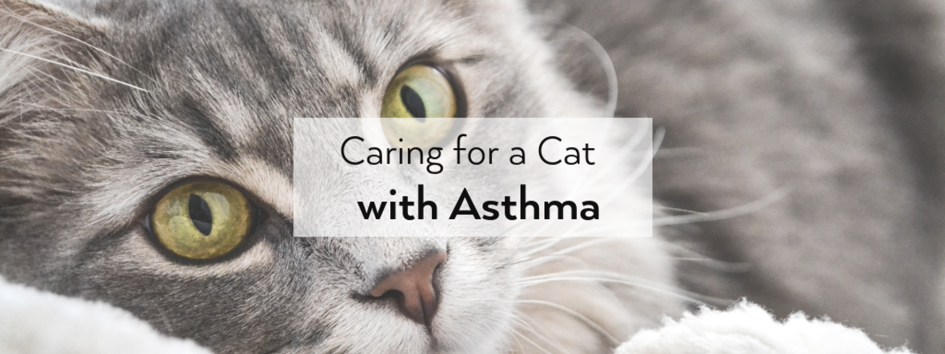 Caring for a Cat with Asthma