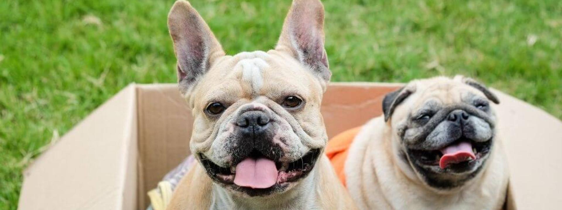 caring for brachycephalic dogs