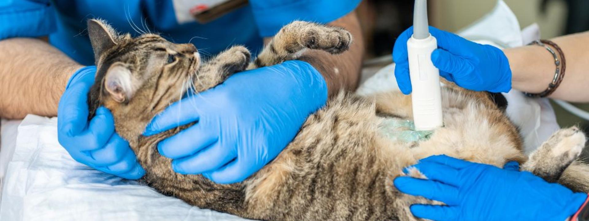 Cat getting an ultrasound.