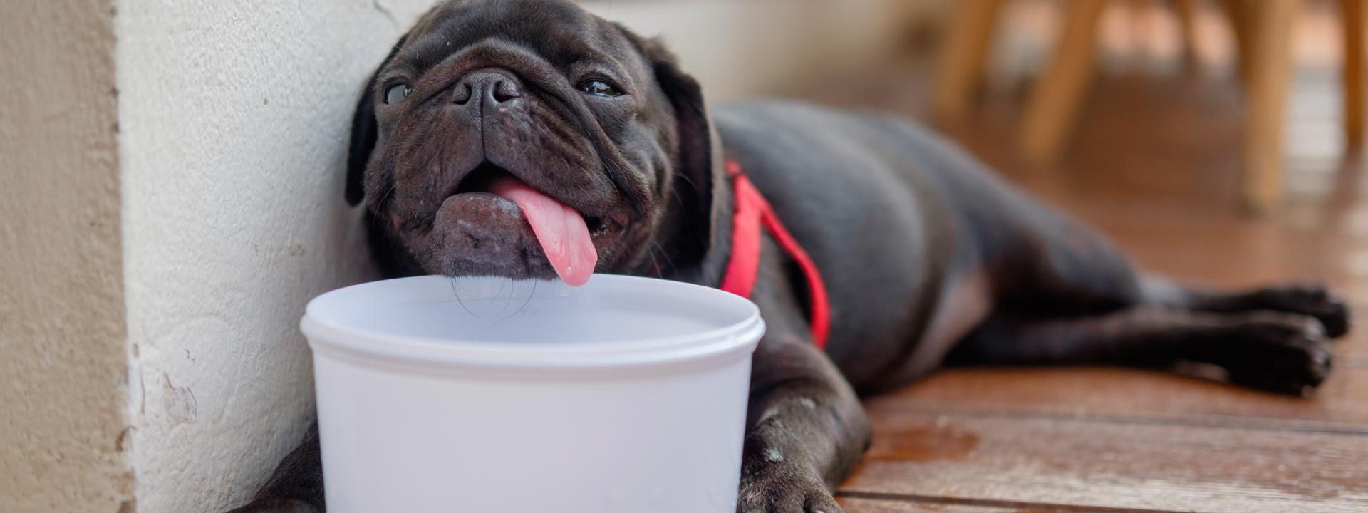 treating and preventing heatstroke in dogs