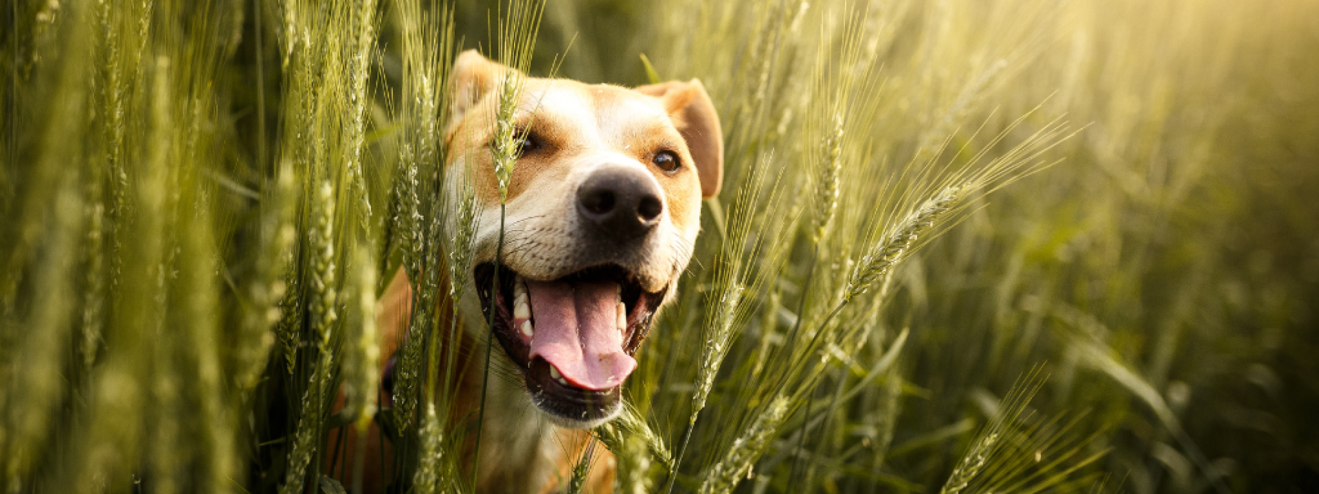 Dog in field