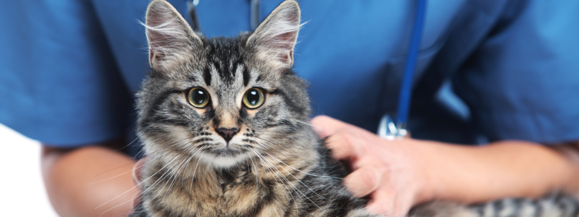 Close up shot of veterinarian making a checkup of a cute beautiful cat