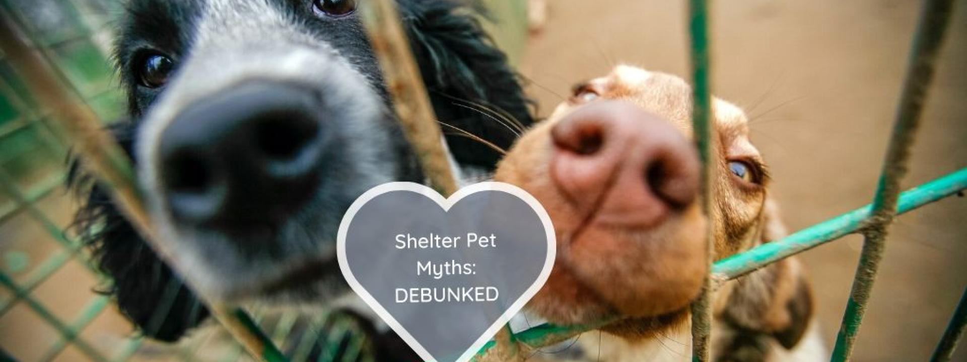shelter pet myths debunked