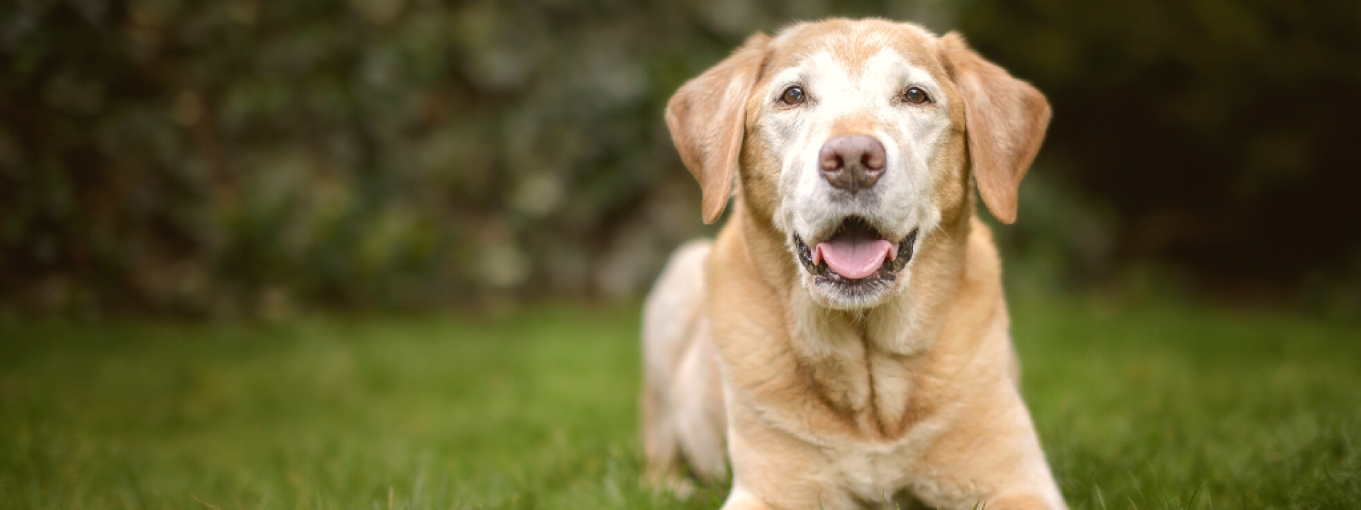 Old Golden Labrador Dog Lies in Green Garden