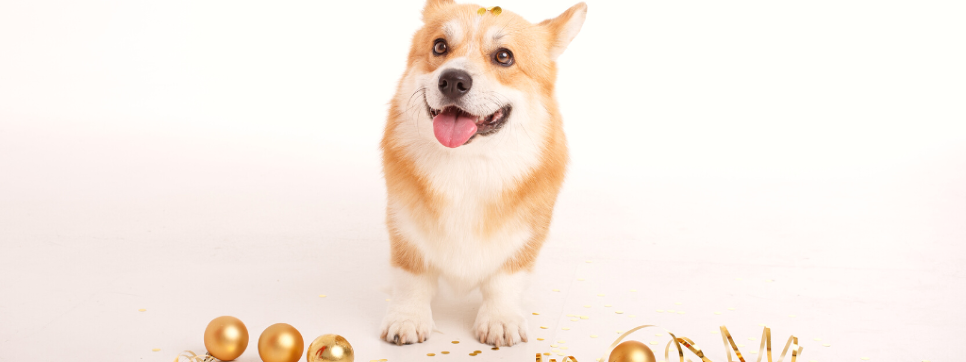 Corgi dog on a white background celebrates new year